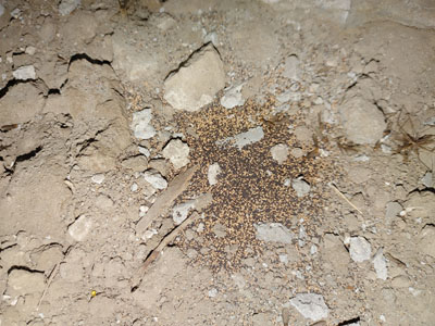 Termite Eggs